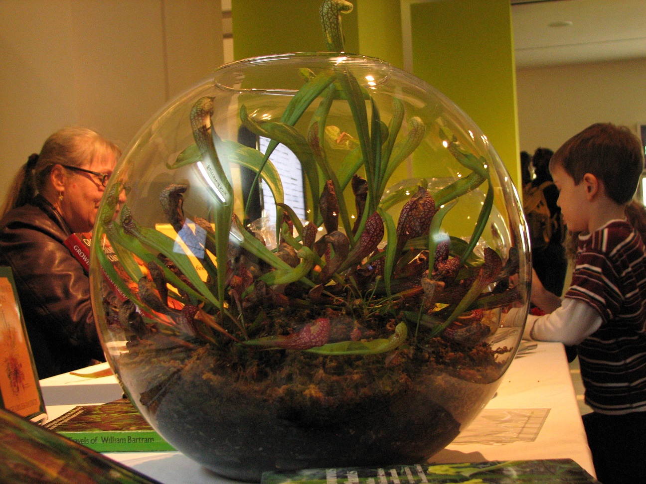 List of essential components of a terrarium